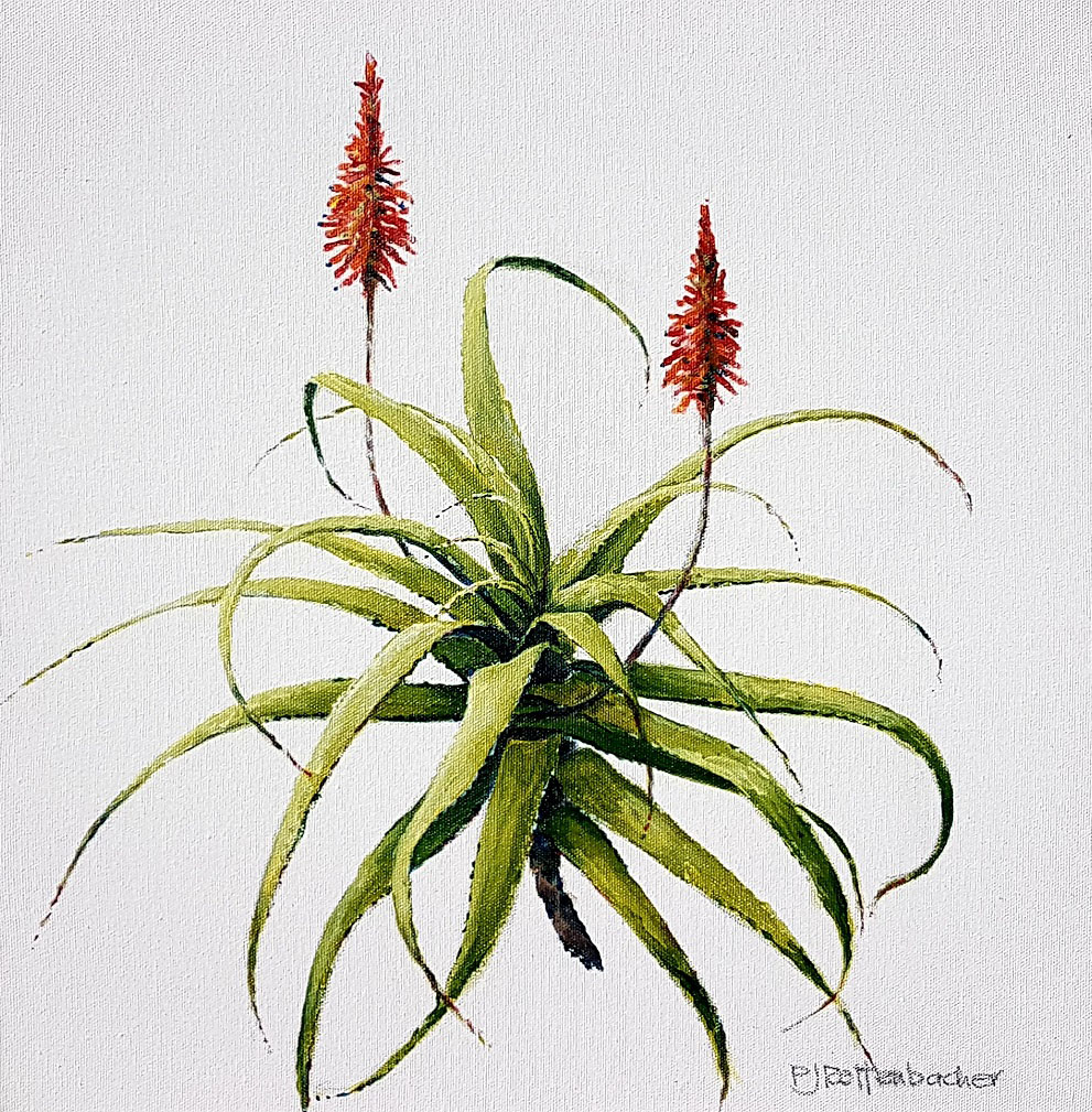 White Aloe 2